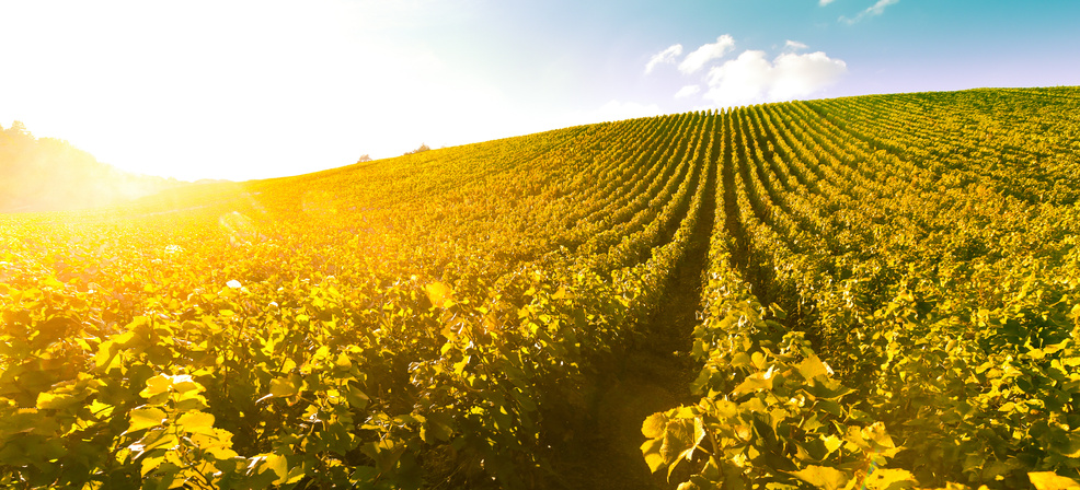 Vineyard Sunrise - Champagne Vineyard