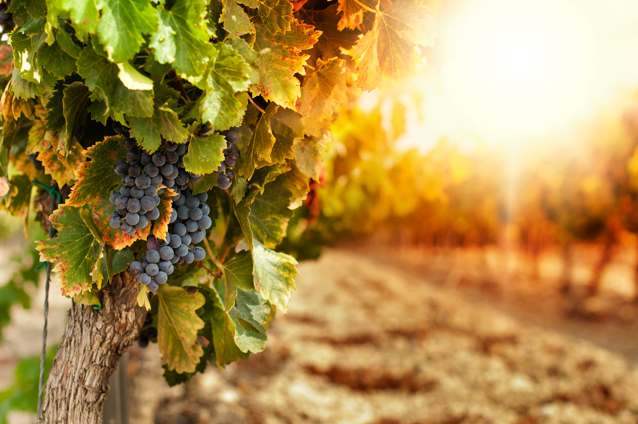 Vineyards at Sunset