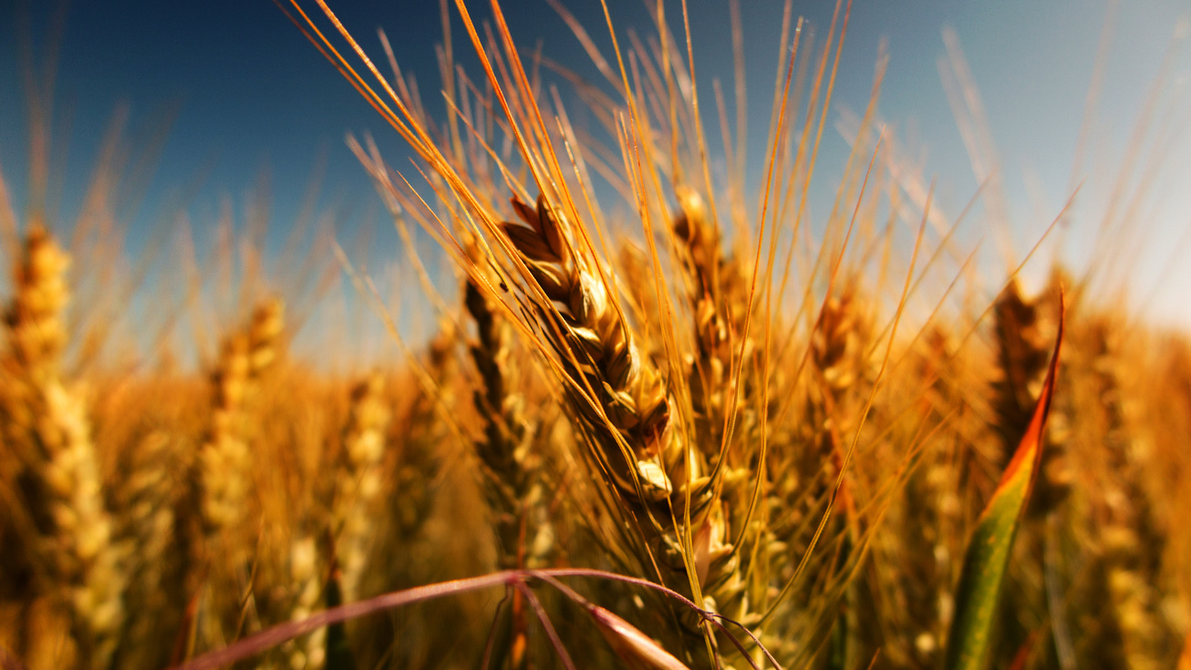 Grain field in autumn